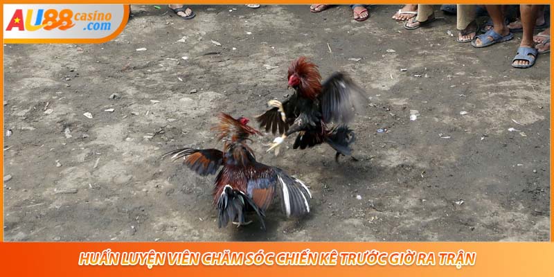 Huấn luyện viên chăm sóc chiến kê trước giờ ra trận